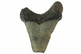 Bargain, Angustidens Tooth - Megalodon Ancestor #163351-1